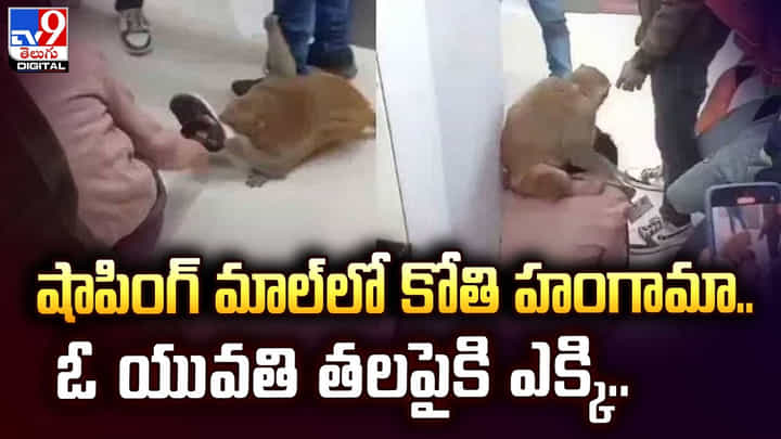 షాపింగ్ మాల్లో కోతి హంగామా.. ఓ యువతి తలపైకి ఎక్కి.. షాపింగ్ మాల్లో కోతి హంగామా.. ఓ యువతి తలపైకి ఎక్కి..