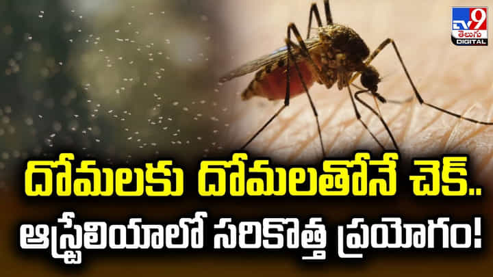 దోమలకు దోమలతోనే చెక్.. ఆస్ట్రేలియాలో సరికొత్త ప్రయోగం! దోమలకు దోమలతోనే చెక్.. ఆస్ట్రేలియాలో సరికొత్త ప్రయోగం!