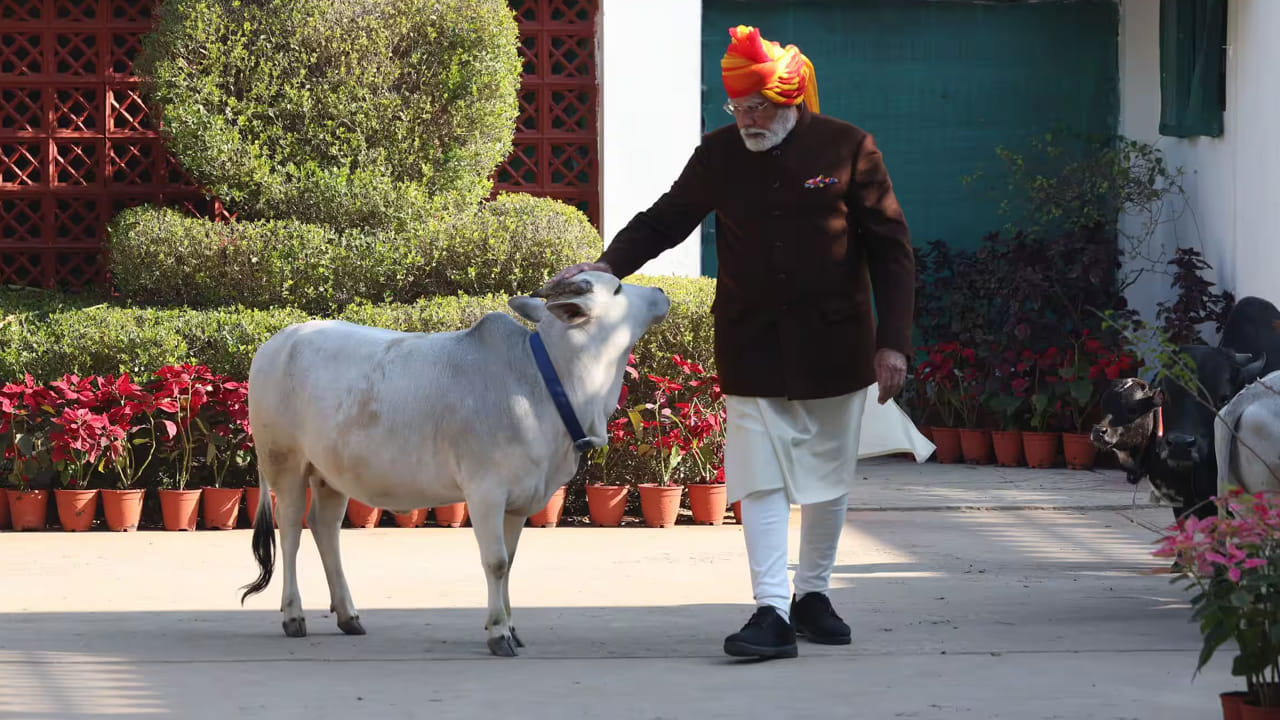 ఎల్కెఎం వద్ద గణతంత్ర దినోత్సవ వేడుకలకు బయలుదేరే ముందు ప్రధాని నరేంద్ర మోదీ ఆవుతో ఉన్నప్పుడు.