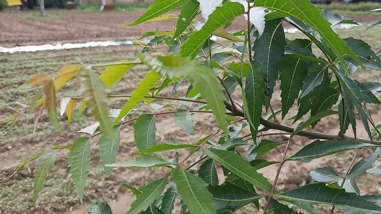 Neem Leaves: ఒక్క వేపాకుతోనే ఎన్నో సమస్యలకు చెక్ పెట్టొచ్చు..