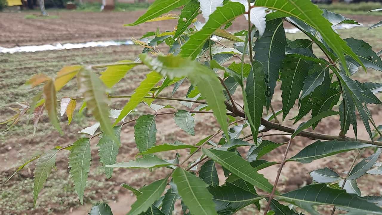 ప్రతిరోజు ఉదయం వేపాకు తినడం వల్ల కాలేయానికి మేలు చేస్తుంది. కాలేయ సంబంధిత సమస్యలు వేపాకు తింటే ఉపశమనం కలిగిస్తుందని చెబుతున్నారు. వేపాకు మన శరీరంలోని రక్తాన్ని శుద్ధి చేస్తుంది. మన చర్మాన్ని కాపాడుతుంది. ఇతర అవయవాలకు కూడా మేలు చేస్తుంది.