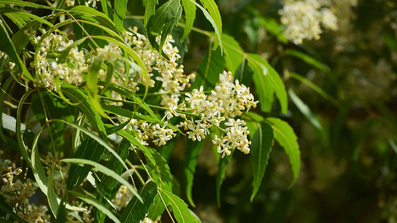 వేప చెట్టు, వేప ఆకుల గురించి మనందరికీ తెలుసు. అయితే ప్రత్యేకంగా వేపనూనె కి కూడా ఆయుర్వేదంలో ప్రత్యేక ప్రాముఖ్యత కలిగి ఉంది. వేపలోని యాంటీసెప్టిక్, యాంటీవైరల్, యాంటీ బాక్టీరియల్, యాంటీ ఫంగల్ లక్షణాలు అన్నీ ఈ వేప నూనెలో కూడా ఉంటాయి. ఇవి ముఖం, జుట్టుకు చాలా ఉపయోగకరంగా ఉంటాయి. వేపనూనెను రోజూ ముఖానికి రాసుకుంటే ఊహించని లాభాలు ఉన్నాయి. 