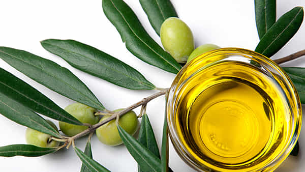 Olive Leaf Tea: ఆలివ్ ఆకులతో ఆరోగ్యం.. తీవ్ర వ్యాధులు మాయం.. రోజువారీ ఇలా వాడుకోండి