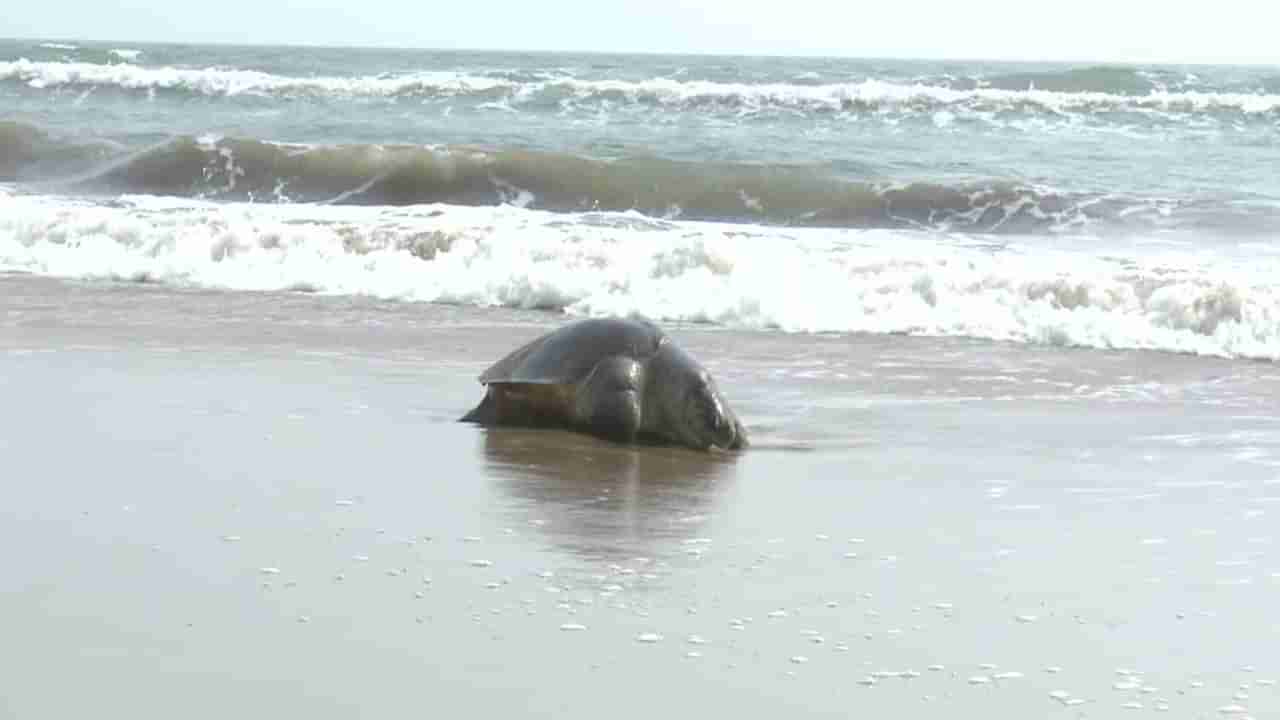 Andhra Pradesh: పశ్చిమ తీరంలో అరుదైన తాబేళ్ల మృత్యుఘోష.. మనుషులపై కూడా ప్రభావం..?