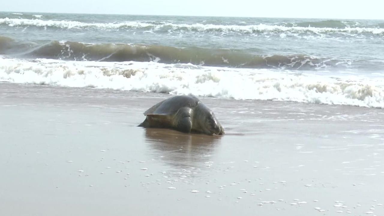 Andhra Pradesh: పశ్చిమ తీరంలో అరుదైన తాబేళ్ల మృత్యుఘోష.. మనుషులపై కూడా ప్రభావం..?