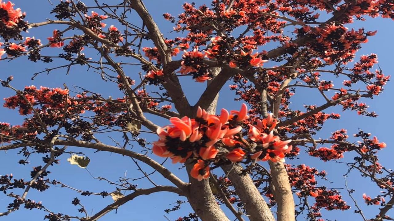 Palash flower: ఈ పువ్వు తో అంతులేని అదృష్టం, వెలకట్టలేని ఆరోగ్యం..