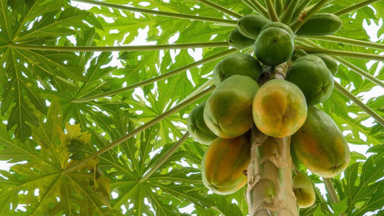 ప్రతి ఒక్కరూ ఇంటిని అందంగా ఉంచుకోవటానికి ఇష్టపడుతుంటారు. ఇందులో భాగంగా చాలా మంది ఇంట్లో వివిధ రకాల మొక్కలు, చెట్లను నాటుతుంటారు. ఇంట్లో చెట్లు, మొక్కలు పెంచితే ఆ ఇంట్లో పాజిటివ్ ఎనర్జీ ప్రవాహిస్తుంది. కానీ, కొన్ని మొక్కలు ఇంటి ఆవరణలో పెంచకూడదని చెబుతుంటారు. అవి మీకు ప్రతికూల ఫలితాలను ఇస్తాయని నమ్ముతారు. అలాంటిదే బొప్పాయి చెట్టు. 