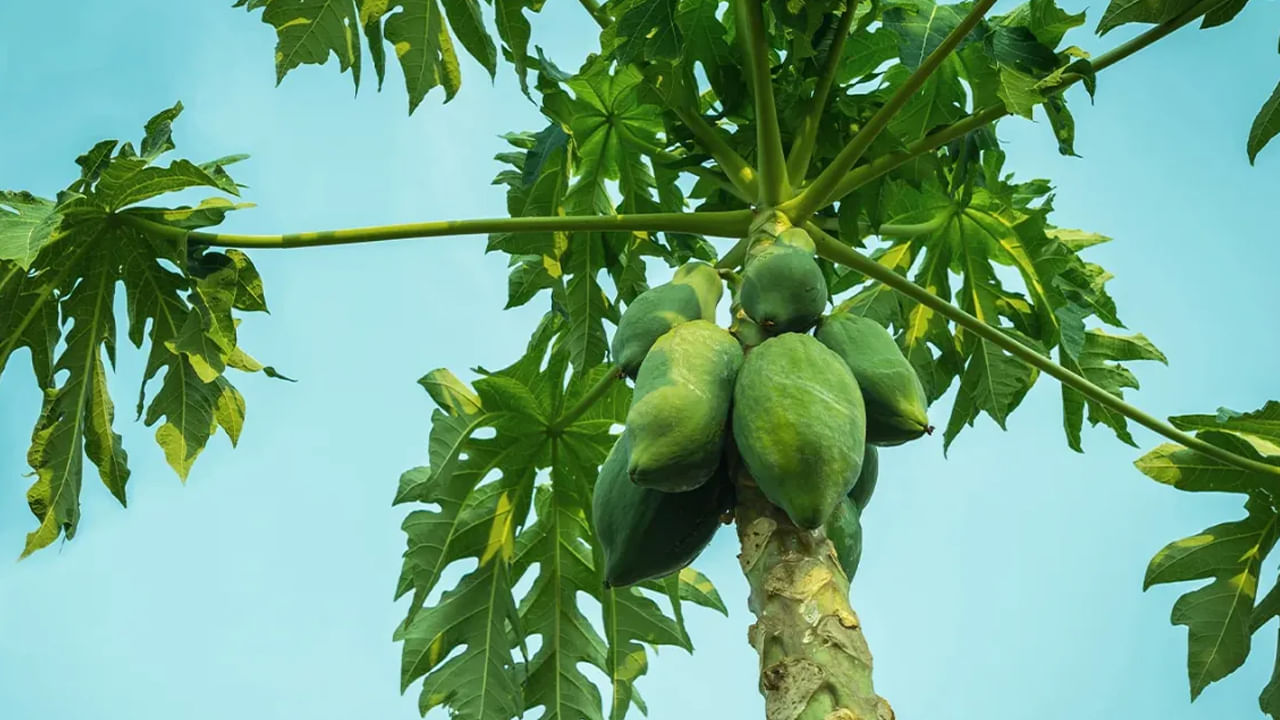 వాస్తు శాస్త్రం ప్రకారం.. బొప్పాయి చెట్టు ఇంటి ముందు ఉండటం మంచిది కాదని చెబుతారు. ఒకవేళ పొరపాటున ఎప్పుడైనా విత్తనం పడి చెట్టు మీ ఇంటి ముందు పెరిగితే ఆ మొక్కను పీకి వేరే చోట నాటాలని వాస్తు శాస్త్రనిపుణులు చెబుతున్నారు. ఎందుకంటే.. ఇంటి ముందు బొప్పాయి చెట్టును నాటితే దాంతో మీరు ఆర్థిక ఇబ్బందులను ఎదుర్కొవాల్సి వస్తుందని చెబుతున్నారు.