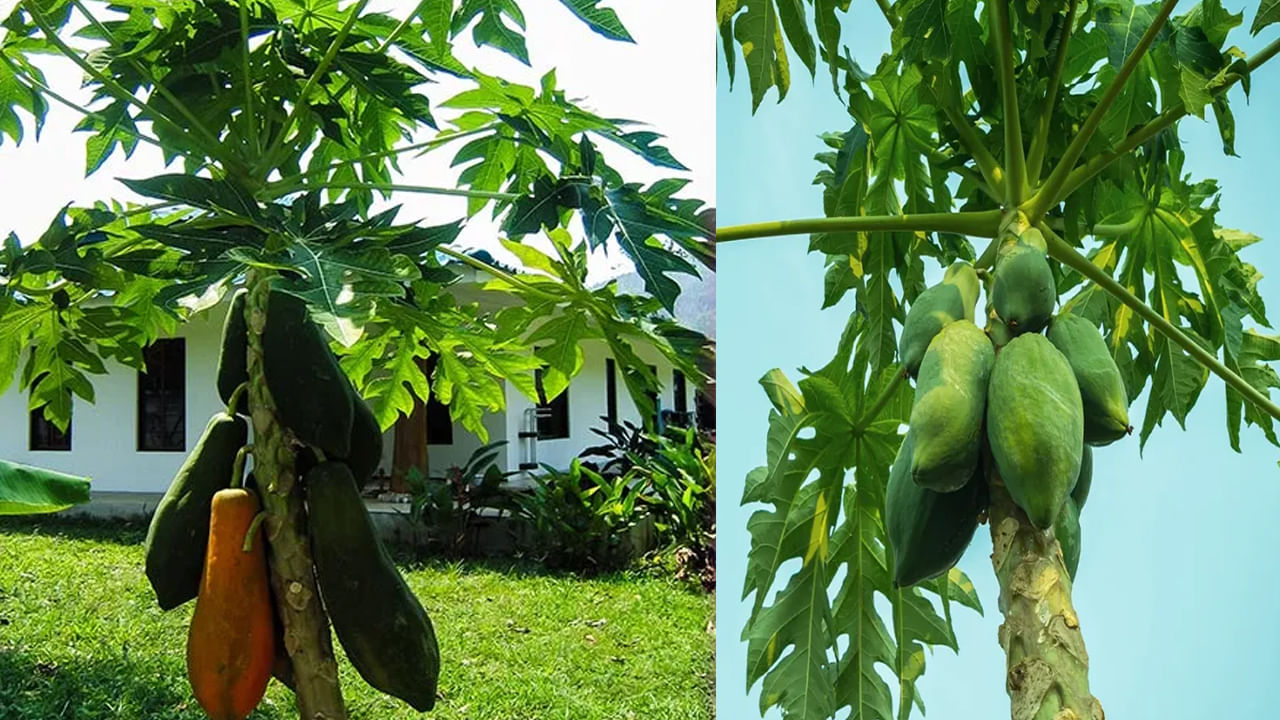 వాస్తు నిపుణులు చెబుతున్న మేరకు..ఇంటి ముందు బొప్పాయి చెట్టు పెంచటం వల్ల ఆ ఇంట్లో ప్రశాంతత, సంతోషాలు దూరం అవుతాయని అంటున్నారు. అందుకే ఇంటి ముందు బొప్పాయి చెట్టును నాటకూడదని అంటున్నారు. అయితే, దీని వెనుక ఓ బలమైన కారణం ఉందని చెబుతున్నారు. 