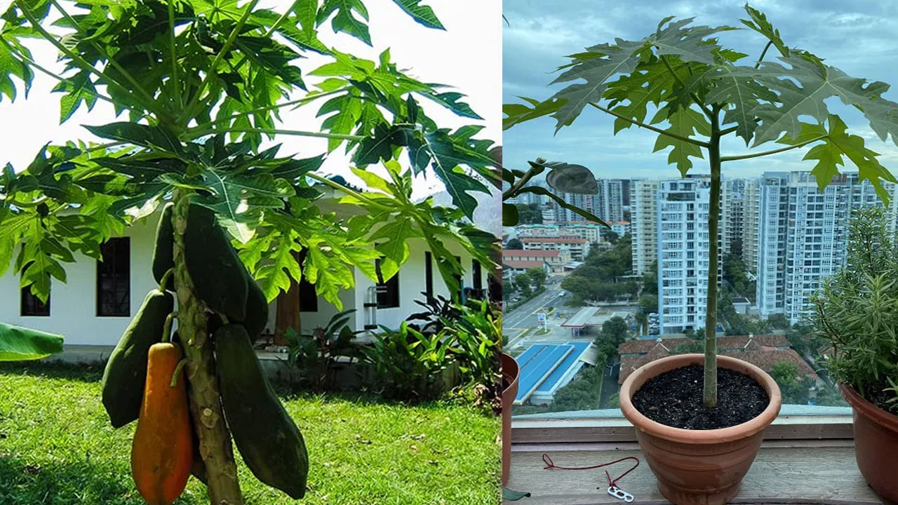 వాస్తు శాస్త్రం ప్రకారం.. బొప్పాయి చెట్టు పూర్వీకుల నివాసంగా భావిస్తారు. అందుకే ఈ చెట్టును ఇంటి దగ్గర, ఇంటి ముందు నాటకూడదని అంటున్నారు.. అంతేకాదు ఇంటి ముందు, ఇంటి ఆవరణలో బొప్పాయి మొక్కను నాటడం వల్ల పిల్లలకు ఎప్పుడూ బాధలు వస్తాయని అంటున్నారు. అందుకే ఇంటి ముందు బొప్పాయి చెట్టును నాటడం మంచిది కాదని అంటున్నారు. 