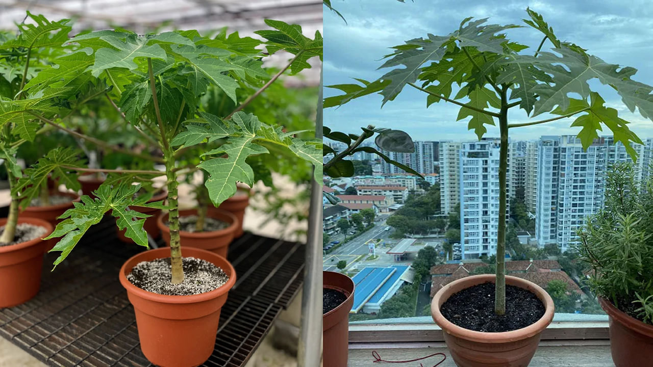 అంతేకాదు.. వాస్తు ప్రకారం.. ఇంటి చుట్టు ముట్టూ కూడా బొప్పాయి చెట్టును నాటకూడదని అంటున్నారు. ఎందుకంటే బొప్పాయి చెట్టు అశుభానికి సంకేతంగా భావిస్తారు. ఇంటి ఆవరణలో బొప్పాయి మొక్కను నాటితే ఇంట్లో ఎప్పుడూ డబ్బు కష్టాలు వెంటాడుతాయని చెబుతున్నారు. అంతేకాదు, ఇంట్లో ఎప్పుడూ గొడవలు, చికాకులు కలుగుతాయని వాస్తు నిపుణులు చెబుతున్నారు.