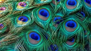 Dreams: కలలో కాకులు కనిపిస్తున్నాయా.? దాని అర్ధం ఏంటో తెల్సా