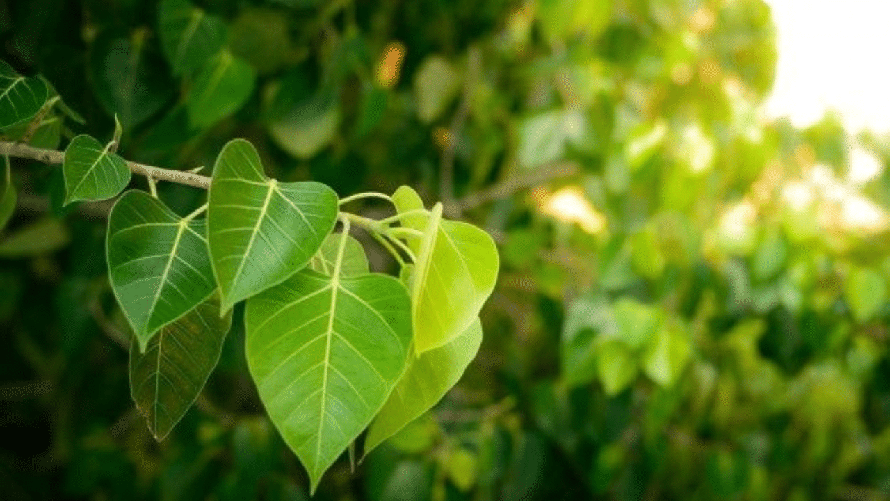 Peepal Tree Leaves: ఈ ఆకుల రసం తాగితే లివర్‌లో విష పదార్థాలన్నీ బయటకు పోతాయి!