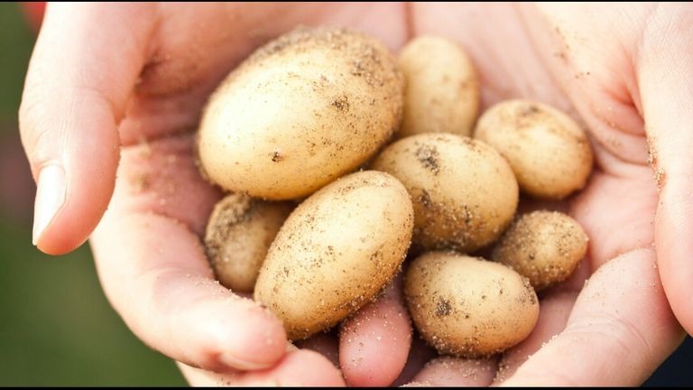 Potatoes for Skin Glow: ఆలు గడ్డలను ఇలా వాడితే మీ స్కిన్ మెరిసిపోతుందంటే..