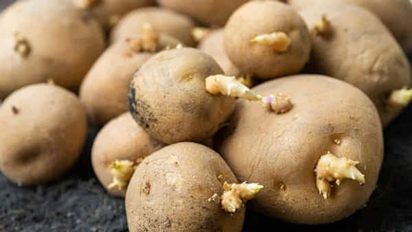How to Store Potatoes: బంగాళాదుంపలు కొన్ని రోజులకే మొలకెత్తుతున్నాయా..? అయితే ఈ ట్రిక్ ఫాలో అవ్వండి
