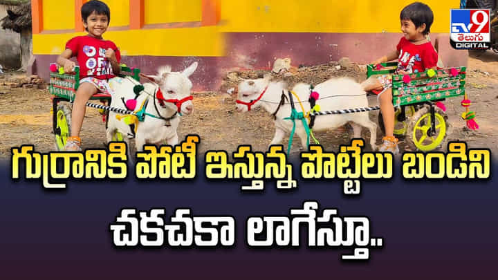 గుర్రానికి పోటీ ఇస్తున్న పొట్టేలు. బండిని చకచకా లాగేస్తూ.. గుర్రానికి పోటీ ఇస్తున్న పొట్టేలు. బండిని చకచకా లాగేస్తూ..