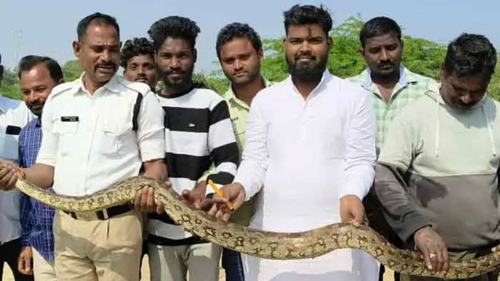 Python Caught In Fishing Net