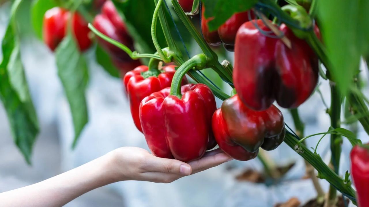 ఎరుపు రంగులో మెరిసే రెడ్ బెల్ పెప్పర్స్ వంటకాల అందాన్ని పెంచడంతో పాటు, మంచి ఆరోగ్యాన్ని అందిస్తాయి. ఇందులో విటమిన్ సి పుష్కలంగా ఉండటం వల్ల ఇది ఇమ్యూనిటీని పెంచడంలో ప్రధాన పాత్ర పోషిస్తుంది. రెడ్ బెల్ పెప్పర్స్‌లో ఉండే క్వెర్సెటిన్ వంటి యాంటీఆక్సిడెంట్లు శరీరంలోని వాపును తగ్గించడంలో, దీర్ఘకాలిక వ్యాధుల ప్రమాదాన్ని తగ్గించడంలో సహాయపడతాయి.