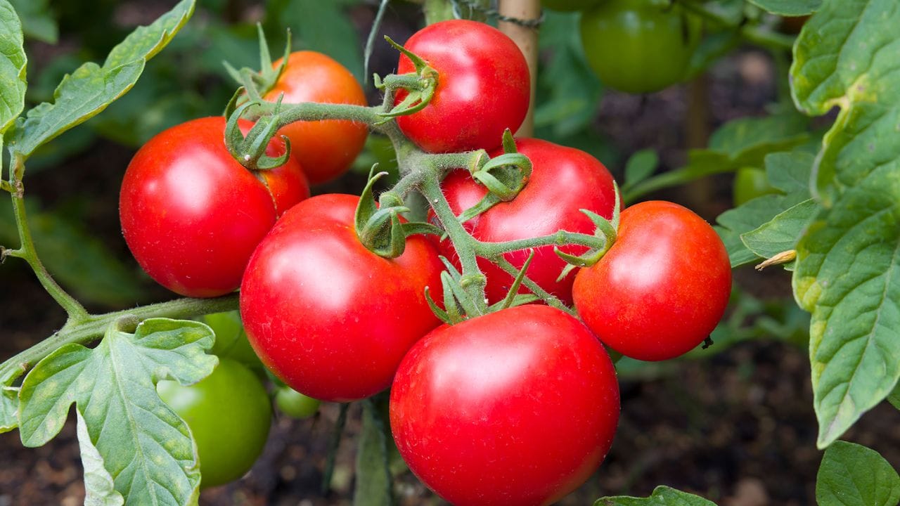 ఎర్రగా మెరిసే టమోటాలు ప్రతి వంటకంలో ప్రత్యేకమైన స్థానం పొందాయి. వీటిలో లైకోపీన్, విటమిన్ సి, బీటా కెరోటిన్ వంటి యాంటీఆక్సిడెంట్లు పుష్కలంగా ఉంటాయి. టమోటాలు గుండె ఆరోగ్యానికి అద్భుతంగా పనిచేస్తాయి. గుండె జబ్బుల రిస్క్‌ను తగ్గించడం, క్యాన్సర్‌లను నిరోధించడం వీటి ప్రధాన ప్రయోజనాలు. తక్కువ కేలరీలతో పాటు అధిక ఫైబర్‌ను కలిగి ఉండటం వల్ల బరువు తగ్గాలని కోరుకునే వారి ఆహారంలో టమోటాలు ముఖ్యమైన పాత్ర పోషిస్తాయి.