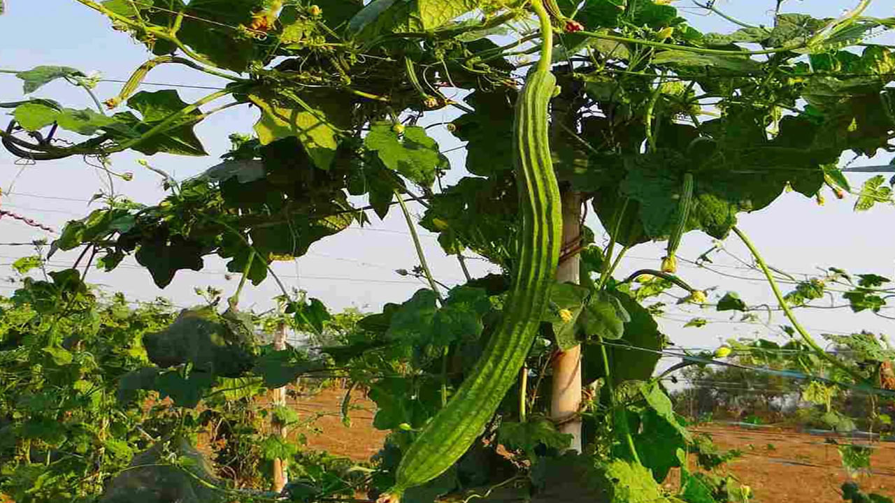 Ridge Gourd Benefits: బీరకాయ తింటే ఎంత ఆరోగ్యకరమో తెలిస్తే.. వదలకుండా తినేస్తారు..