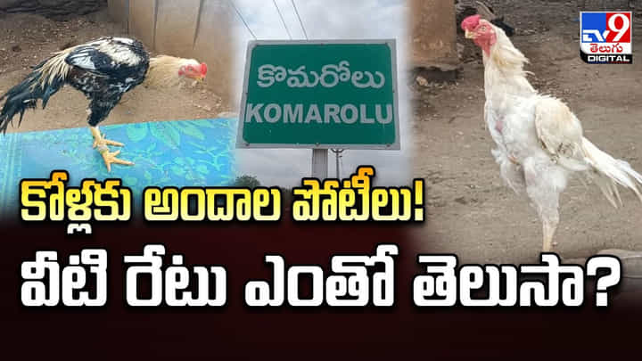 కోళ్లకు అందాల పోటీలు.. వీటి రేటు ఎంతో తెలుసా ?? కోళ్లకు అందాల పోటీలు.. వీటి రేటు ఎంతో తెలుసా ??