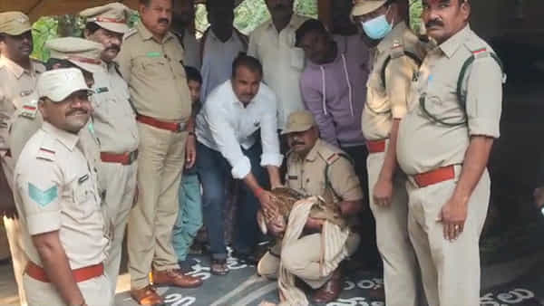 Andhra Pradesh: పంట పొలంలో ప్రత్యక్షమైన జింకపిల్ల.. కుక్కల నుంచి కాపాడిన గ్రామస్తులు.. ఆ తరువాత..