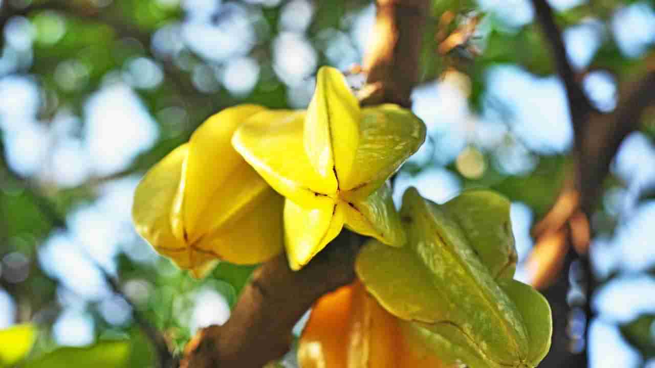 Star Fruit: డయాబెటీస్‌ను కంట్రోల్ చేసే స్టార్ ఫ్రూట్.. ఇంకా ఎన్నో లాభాలు!