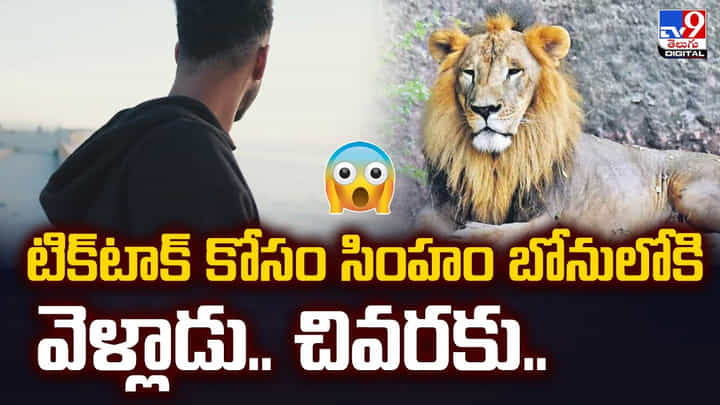 టిక్టాక్ కోసం సింహం బోనులోకి వెళ్లాడు.. చివరకు.. టిక్టాక్ కోసం సింహం బోనులోకి వెళ్లాడు.. చివరకు..