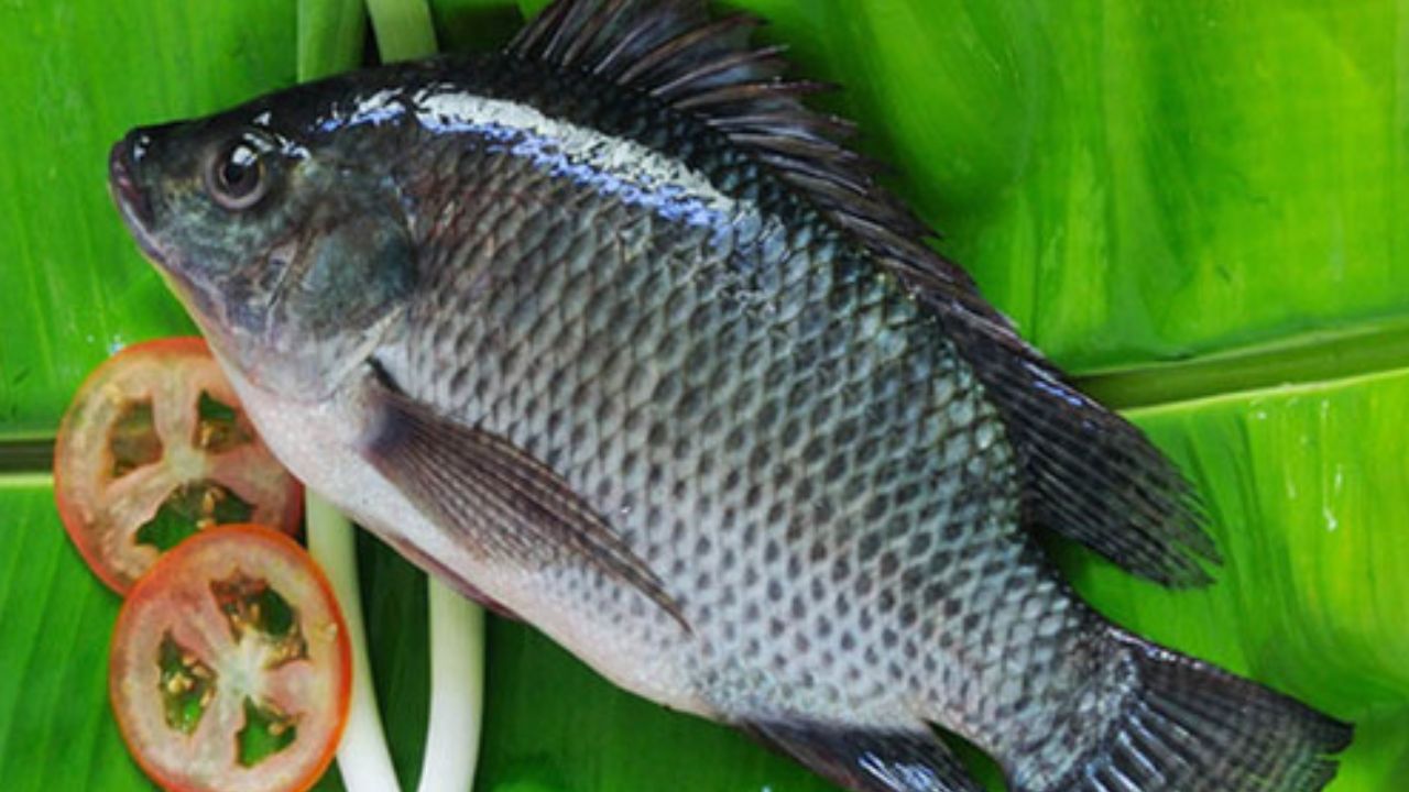 తిలాపియా చేపలు మార్కెట్‌లో విస్తృతంగా లభ్యమవుతాయి. అయితే ఇవి వాణిజ్యపరమైన ఆహారం తీసుకోవడం వల్ల ఆరోగ్యానికి అంత మంచివిగా ఉండవు. ఎక్కువగా తినడం వల్ల గుండె సమస్యలు, అలెర్జీలు, నరాల సంబంధిత సమస్యలు వచ్చే ప్రమాదం ఉంది. దీంట్లో డైబ్యూటిల్టిన్ అనే రసాయనం ఉండటంతో శరీరంలోని రోగనిరోధక వ్యవస్థపై ప్రతికూల ప్రభావం చూపుతుంది.