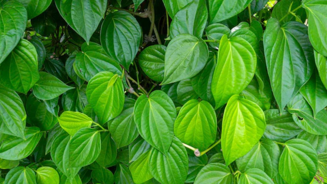 Betel Leaves Benefits: తమలపాకులతో ఇన్ని ఆరోగ్య ప్రయోజనాలా..!