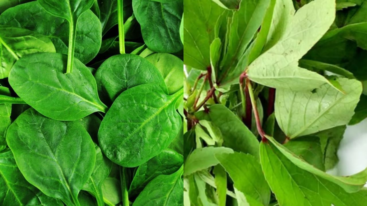 పాలకూర, గోంగూర వంటి ఆకుకూరల్లో ఐరన్, విటమిన్ A, C, ఫోలేట్ లాంటి ముఖ్యమైన పోషకాలు ఉంటాయి. ఇవి జుట్టు రాలకుండా కొత్తగా పెరిగేలా చేస్తాయి.