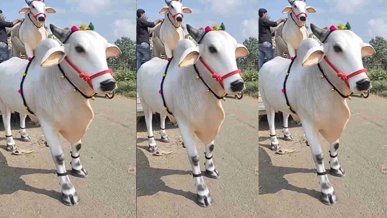 కిష‌న్ రెడ్డి నివాసంలో సంక్రాంతి సంబరాలు.. స్పెషల్ అట్రాక్షన్‌గా పశ్చిమగోదావరి ఎద్దుల బండి..