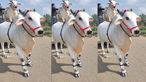 కిషన్ రెడ్డి నివాసంలో సంక్రాంతి సంబరాలు.. స్పెషల్ అట్రాక్షన్గా పశ్చిమగోదావరి ఎద్దుల బండి..