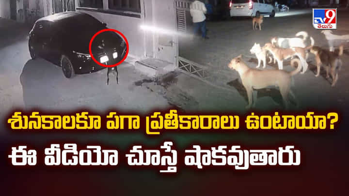 శునకాలకూ పగా ప్రతీకారాలు ఉంటాయా?ఈ వీడియో చూస్తే షాకవుతారు శునకాలకూ పగా ప్రతీకారాలు ఉంటాయా?ఈ వీడియో చూస్తే షాకవుతారు