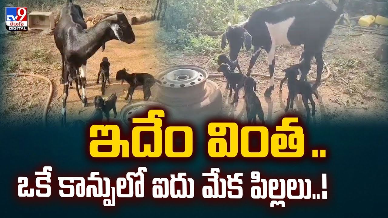 ఇదేం వింత .. ఒకే కాన్పులో ఐదు మేక పిల్లలు..!