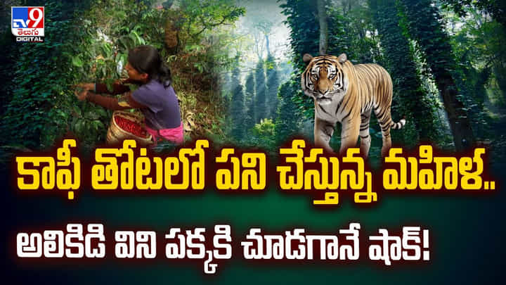 కాఫీ తోటలో పని చేస్తున్న మహిళ.. అలికిడి విని పక్కకి చూడగానే షాక్!వీడియో కాఫీ తోటలో పని చేస్తున్న మహిళ.. అలికిడి విని పక్కకి చూడగానే షాక్!వీడియో