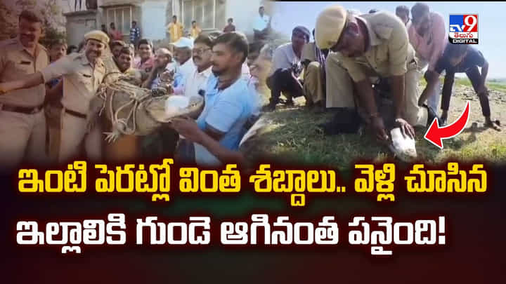 ఇంటి పెరట్లో వింత శబ్దాలు.. వెళ్లి చూసిన ఇల్లాలికి గుండె ఆగినంత పనైంది!వీడియో ఇంటి పెరట్లో వింత శబ్దాలు.. వెళ్లి చూసిన ఇల్లాలికి గుండె ఆగినంత పనైంది!వీడియో