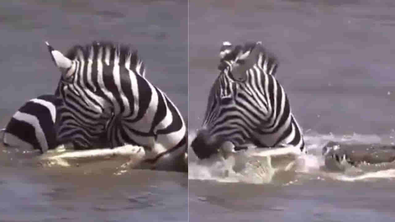 Watch: అయ్యో పాపం జీబ్రా.. అనుకోకుండా మొసళ్ల గుంపుకు చిక్కింది.. ఆ తర్వాత ఏం జరిగిందో ఊహించలేరు..?