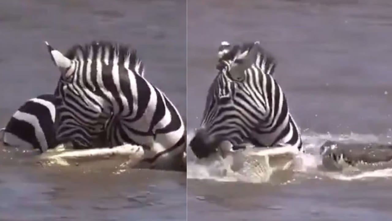 Watch: అయ్యో పాపం జీబ్రా.. అనుకోకుండా మొసళ్ల గుంపుకు చిక్కింది.. ఆ తర్వాత ఏం జరిగిందో ఊహించలేరు..?