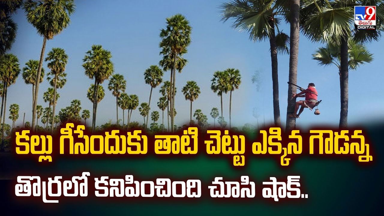 కల్లు గీసేందుకు తాటి చెట్టు ఎక్కిన గౌడన్న.. తొర్రలోకి చూసి షాక్ వీడియో