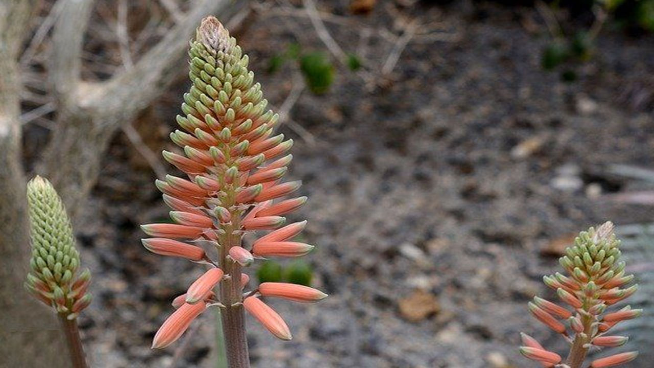 జ్యోతిశాస్త్రం ప్రకారం..కలబంద మొక్కతో పాటు దాని పువ్వులు కూడా అనేక లక్షణాలను కలిగి ఉన్నాయి. ఆరోగ్య ప్రయోజనాలతో పాటు ఆధ్యాత్మిక ప్రయోజనాలు కూడా సూచిస్తున్నారు. ఈ పువ్వులు ఆధ్యాత్మిక కోణంలో చాలా ముఖ్యమైనవి. కలబంద మొక్క నారింజ లేదా ఎరుపు పువ్వులతో వికసిస్తే అది శుభ సంకేతంగా పరిగణిస్తారు. 
