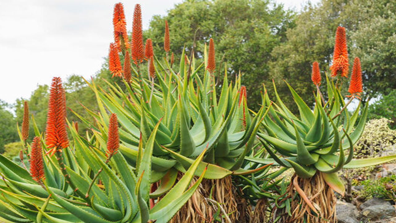 కలబంద మొక్కలు అనేక ఆరోగ్య ప్రయోజనాలను కలిగి ఉన్నాయి. అవి చర్మానికి, జుట్టుకు మేలు చేస్తాయి. కలబంద జెల్‌లో యాంటీఆక్సిడెంట్లు పుష్కలంగా ఉంటాయి. మధుమేహం, జీర్ణ సంబంధిత సమస్యలతో సహా అనేక వ్యాధుల చికిత్సకు ఔషధంగా ఉపయోగిస్తారు. కలబంద పువ్వులను మూలికా కషాయాలను తయారు చేయడానికి ఉపయోగిస్తారు.