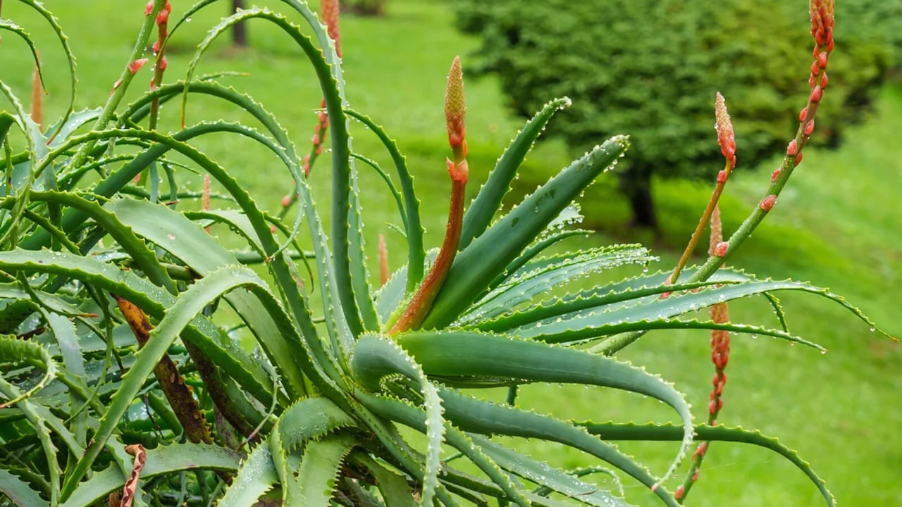 కలబంద పువ్వులు అనుకూలమైన వాతావరణ పరిస్థితులలో మాత్రమే వికసిస్తాయి. మీ ఇంట్లో కలబంద పువ్వు వికసించాలనుకుంటే సూర్యరశ్మి సమృద్ధిగా లభించే ప్రదేశంలో దీనిని పెంచండి. ఈ మొక్కలు, పువ్వులకు సూర్యరశ్మిని అధికంగా అవసరం. కాబట్టి, నీడ ఉన్న ప్రదేశాలో పెట్టకూడదు. కలబంద మొక్కలను ఇంటి లోపల కూడా పెంచవచ్చు. కానీ, అవి ఇంటి లోపల పెరిగే పూలు వికసించే అవకాశం లేదు.
