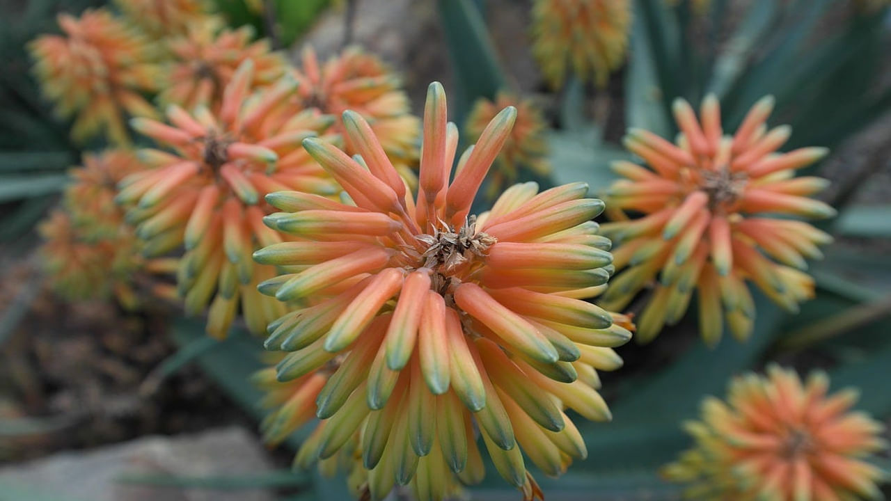 కలబంద పువ్వు సంపదను ఆకర్షించే సామర్థ్యాన్ని కలిగి ఉంటుందని నిపుణులు చెబుతున్నారు.. దీనివల్ల కుటుంబంలో ఆనందం, శ్రేయస్సు ఉంటాయి. కుటుంబ సభ్యులలో ప్రేమ నిండివుంటుంది. కలబంద పువ్వు ఎవరి ఇంట్లో పెరుగుతుందో ఆ ఇంట్లోని వారి ఆర్థిక సమస్యలు పరిష్కారమవుతాయి. ఎందుకంటే ఈ పువ్వు సంపదను ఆకర్షించే బలమైన సామర్థ్యాన్ని కలిగి ఉంటుంది.