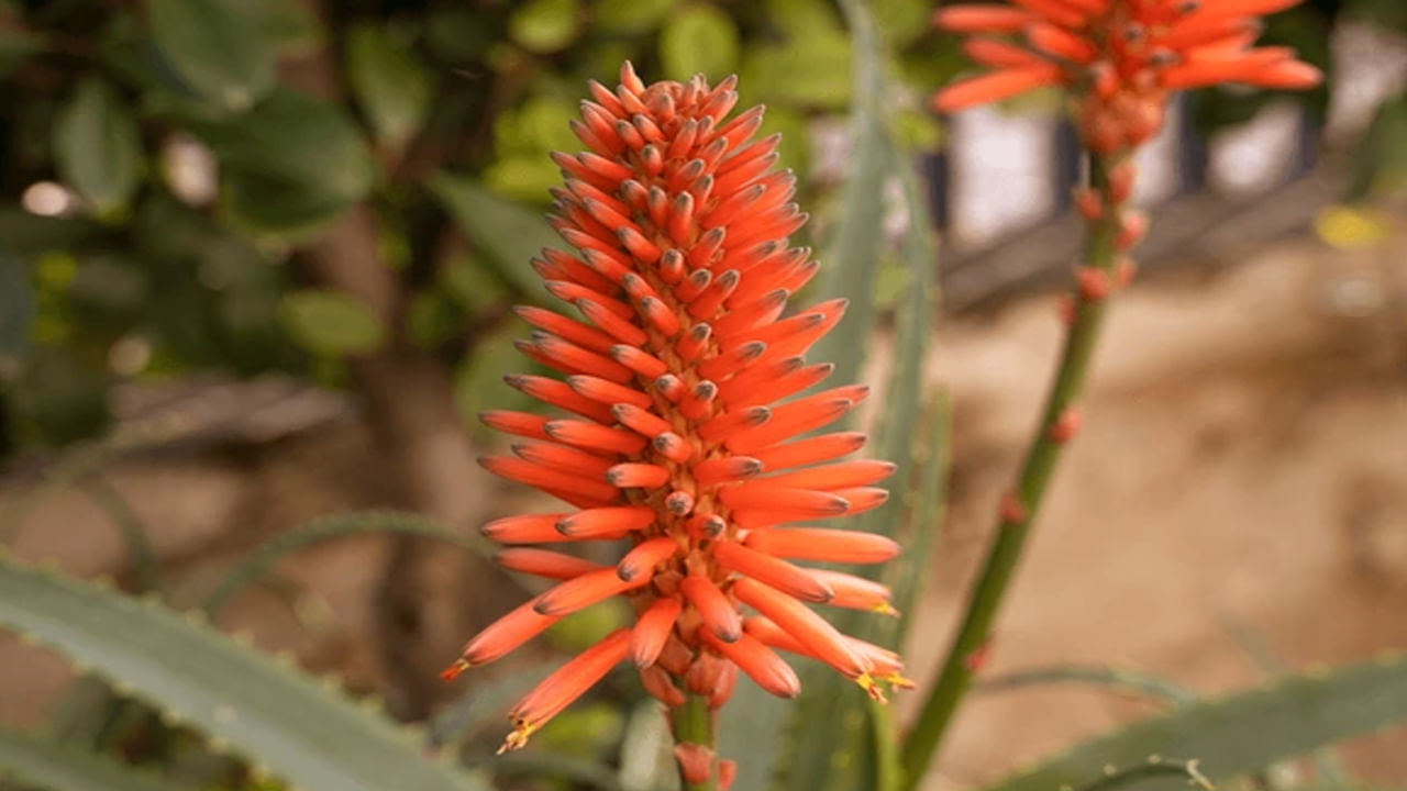 ప్రతి కలబంద మొక్క పూలు పూయదు. కలబంద మొక్కలను బాగా సంరక్షించినప్పుడు మాత్రమే పుష్పిస్తాయి. ఆర్థిక లాభాల కోసం కలబంద పువ్వులను ఎర్రటి వస్త్రంలో చుట్టి మీ పూజా మందిరం లేదంటే, మీరు డబ్బు దాచుకునే చోట ఉంచండి. దీని వలన మీ ఆర్థిక పరిస్థితి మెరుగుపడుతుంది. (NOTE:  ఇంటర్నెట్‌లో సేకరించిన సమాచారం ఆధారంగా ఈ వివరాలు మీకు అందించటం జరిగింది... ఇందులోని అంశాలు కేవలం అవగాహన కోసం మాత్రమే. తదుపరి జరిగే ఎలాంటి పరిణామాలకు TV9 Telugu.com బాధ్యత వహించదు.)