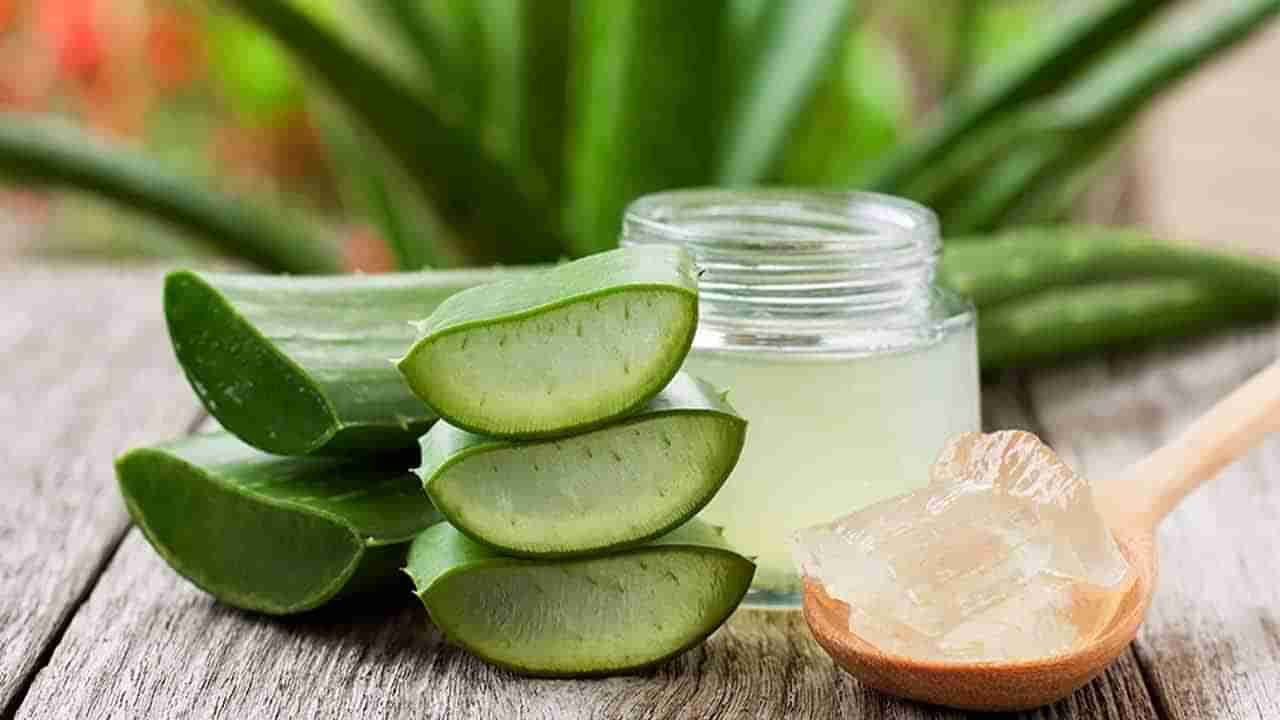 Aloe Vera for Skin Care: మొటిమలతో విసిగిపోయారా? అయితే ఇంటి పెరట్లోని ఈ మొక్కతో చిటెకెలో మాయం చేద్దాం..