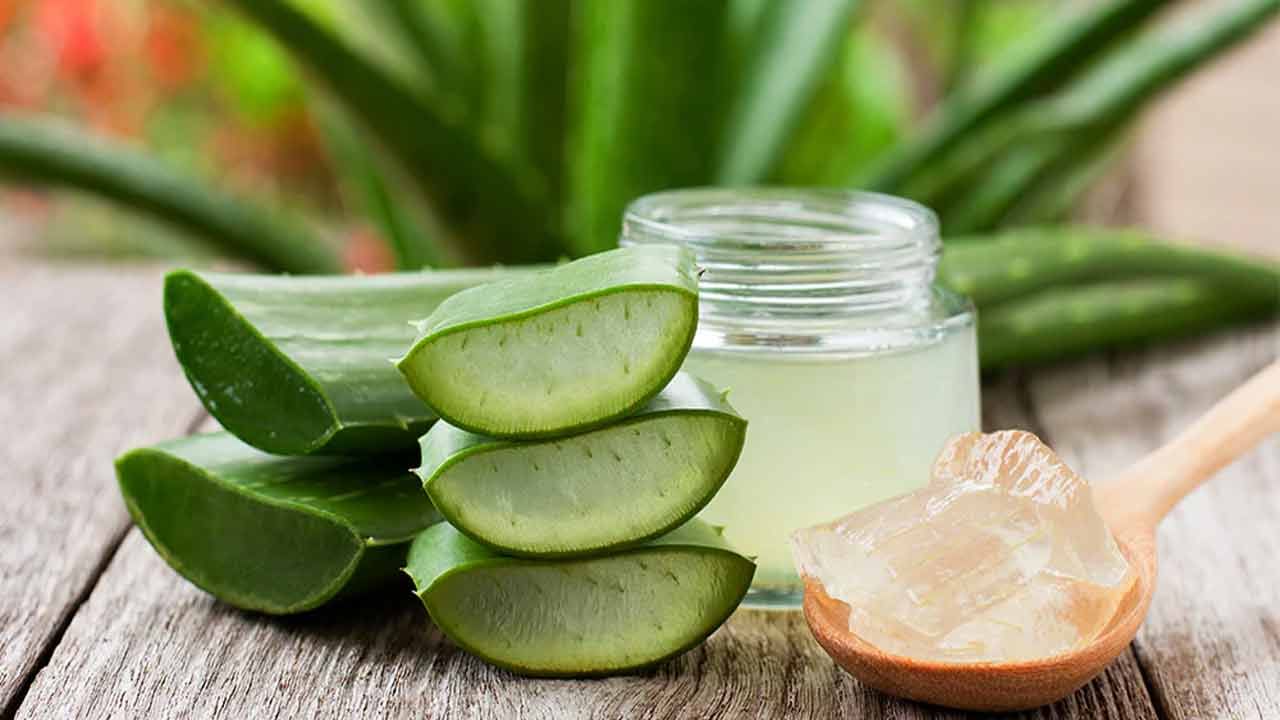 Aloe Vera for Skin Care: మొటిమలతో విసిగిపోయారా? అయితే ఇంటి పెరట్లోని ఈ మొక్కతో చిటెకెలో మాయం చేద్దాం..