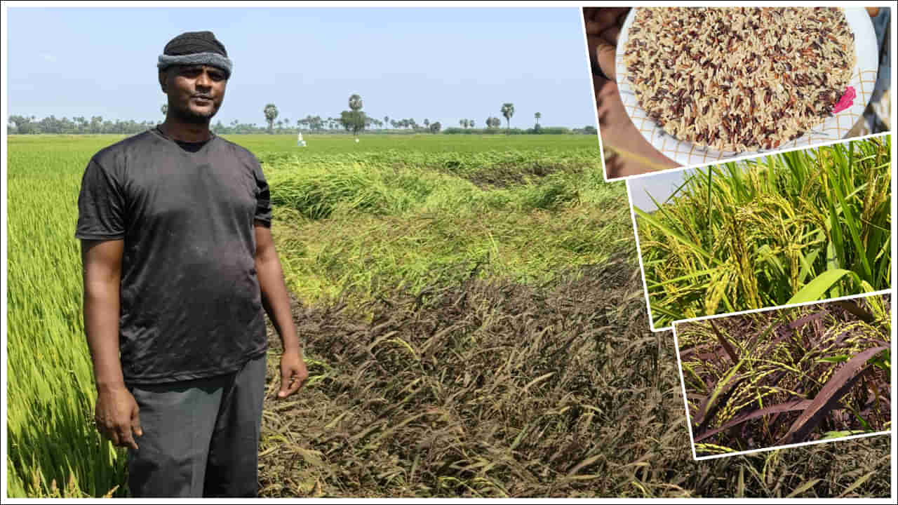 Andhra Pradesh: ఏవండోయ్‌ ఇది విన్నారా..? ఈ బియ్యం పురుషులకు వరం లాంటివట..