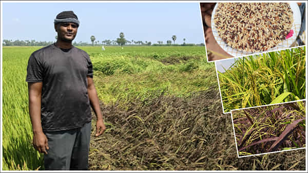 Andhra Pradesh: ఏవండోయ్ ఇది విన్నారా..? ఈ బియ్యం పురుషులకు వరం లాంటివట..