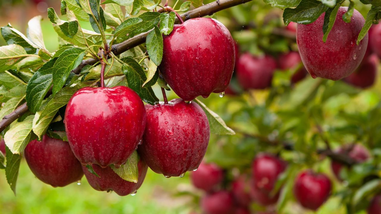 రోజుకు ఒక యాపిల్ తినడం వల్ల ఆరోగ్య సమస్యలకు దూరంగా ఉండొచ్చని వైద్యులు తరచూ చెబుతుంటారు. యాపిల్‌లో అనేక వ్యాధులను నివారించే శక్తి ఉంది. అందుకే దీన్ని క్రమం తప్పకుండా తినాలని వైద్యులు చెబుతుంటారు. 